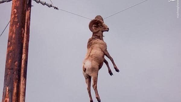 عکس قوچ