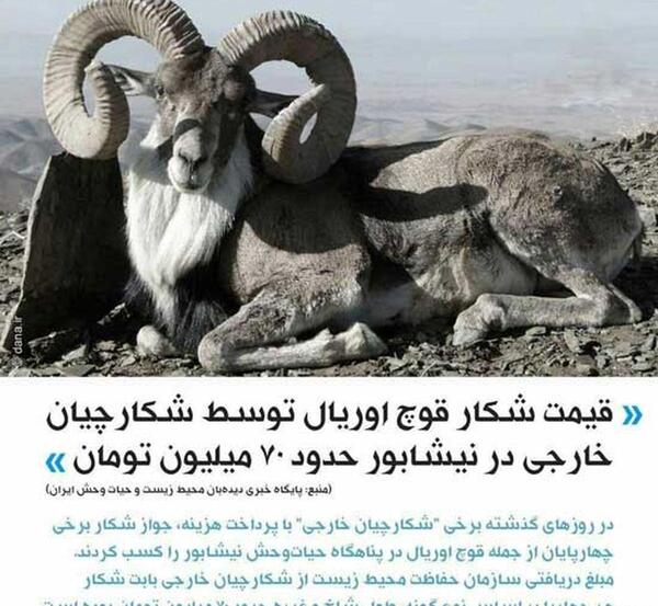 عکس قوچ