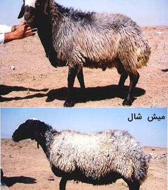 عکس قوچ