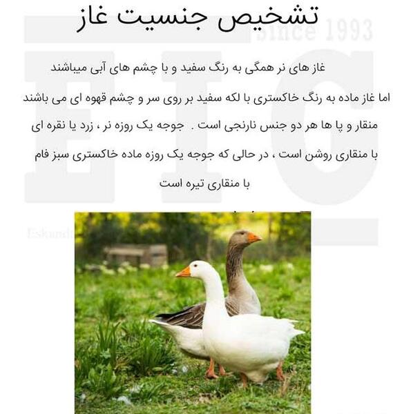 عکس قوغاز نر