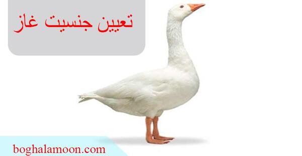 عکس قوغاز نر