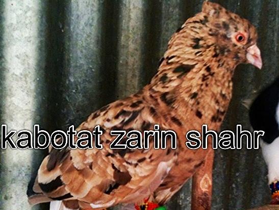 عکس کفتر کابل