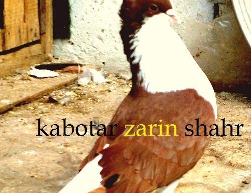 عکس کفتر کابل