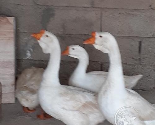 عکس جوجه قوغاز