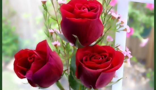 عکس گل سرخ عاشقانه