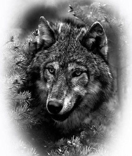 عکس حیوانات سیاه قلم