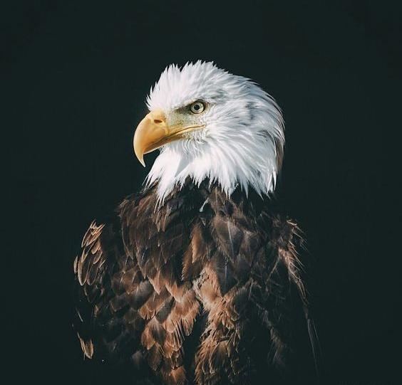 عکس عقاب مشکی