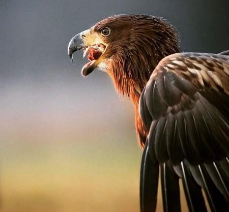 عکس عقاب مشکی