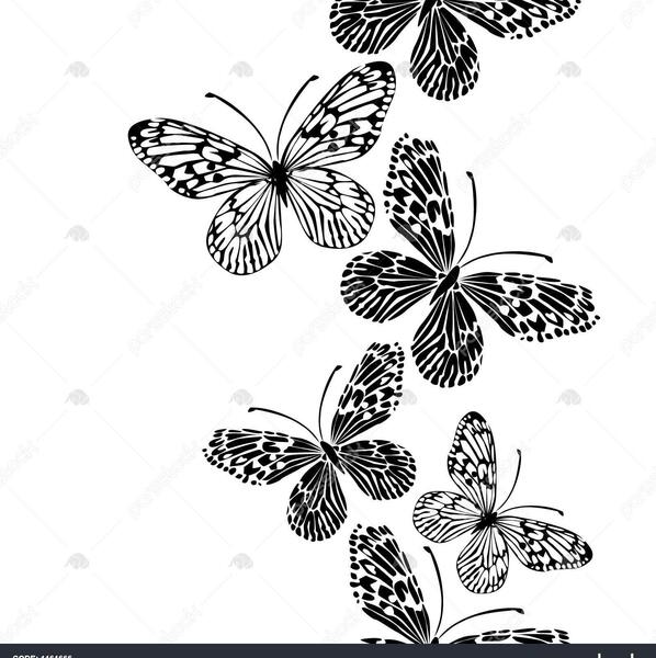 عکس سیاه سفید پروانه