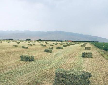 عکس یونجه پرس شده