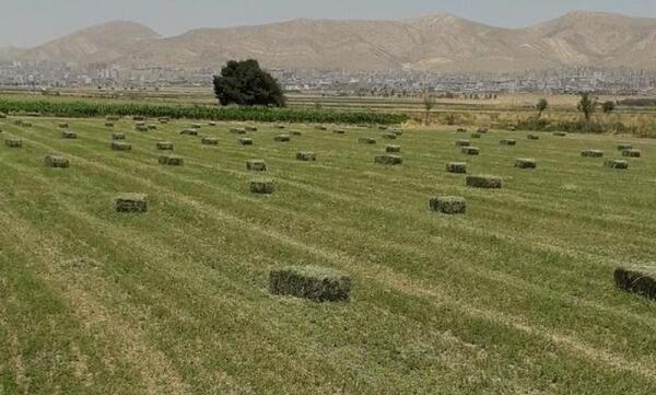 عکس یونجه پرس شده