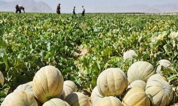 عکس کاشت طالبی