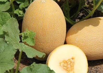 عکس کاشت طالبی
