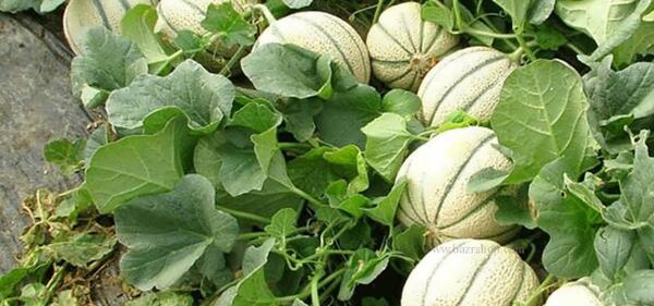 عکس کاشت طالبی