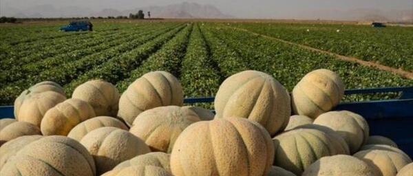 عکس کاشت طالبی