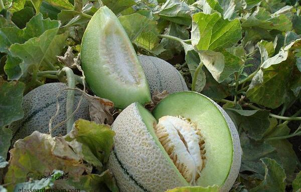 عکس کاشت طالبی