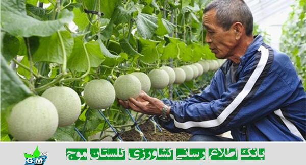 عکس کاشت طالبی