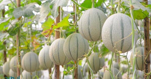 عکس کاشت طالبی