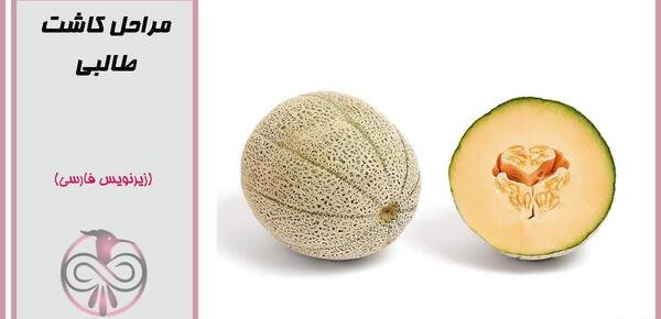 عکس کاشت طالبی