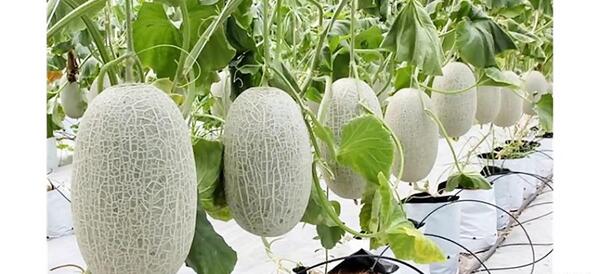 عکس کاشت طالبی
