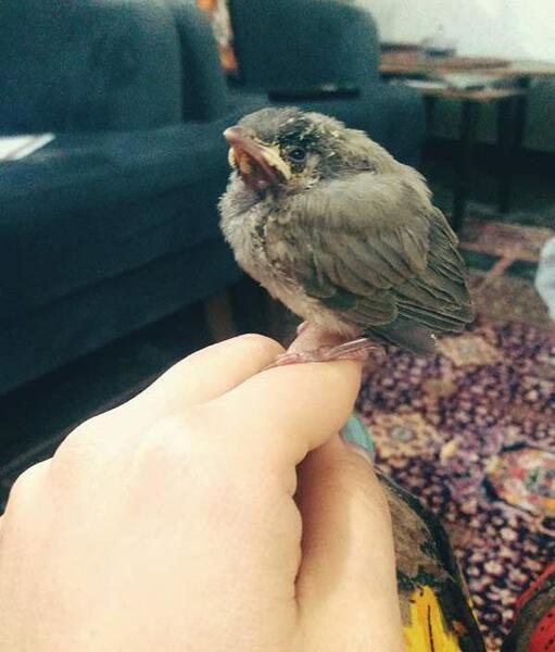 عکس بچه بلبل