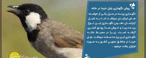 عکس بچه بلبل