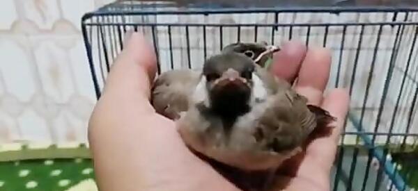 عکس بچه بلبل