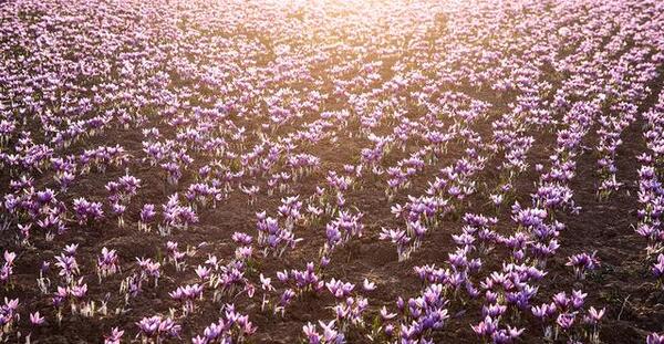 عکس جای زعفران
