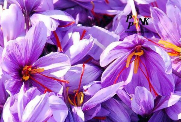 عکس جای زعفران