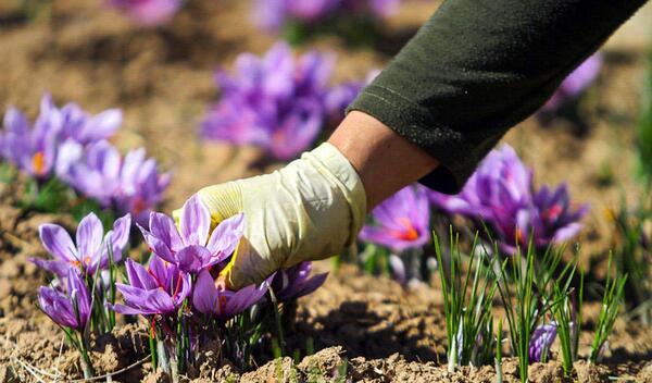 عکس جای زعفران