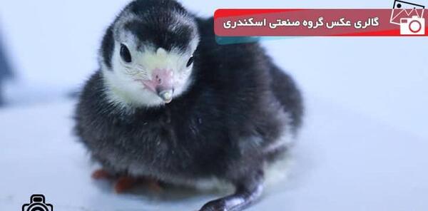 عکس بچه جوجه رنگی
