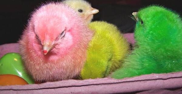 عکس بچه جوجه رنگی