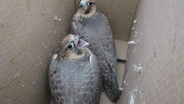 عکس بچه شاهین ایرانی