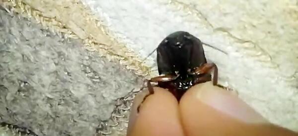 فیلم عکس سوسک