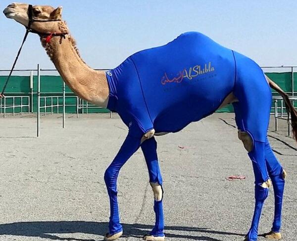 عکس طلای شتر