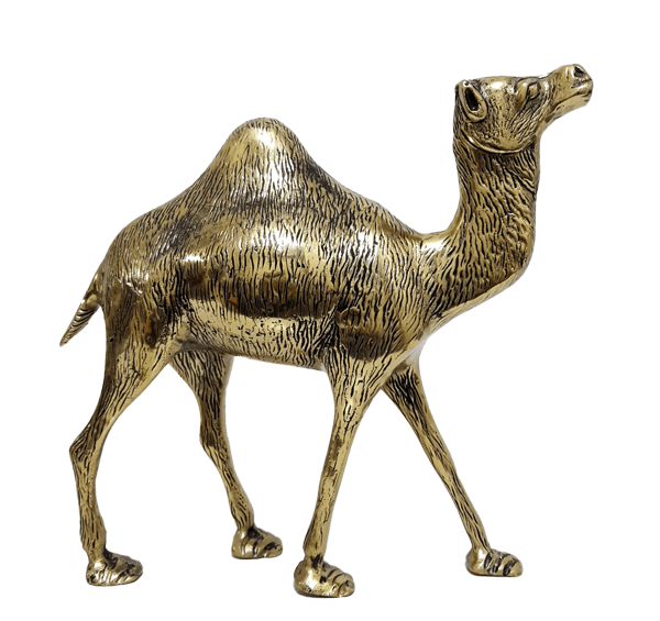 عکس طلای شتر