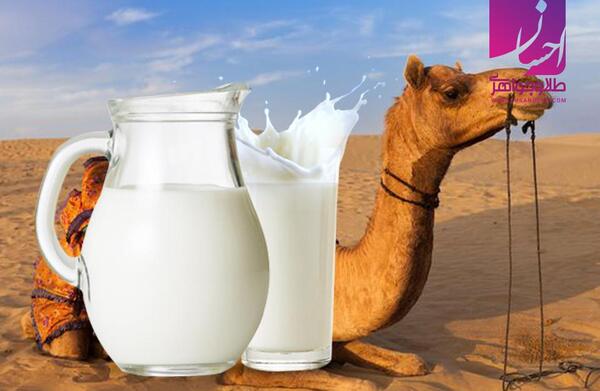 عکس طلای شتر