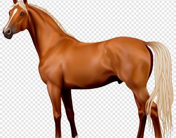 عکس اسب قهوه ای
