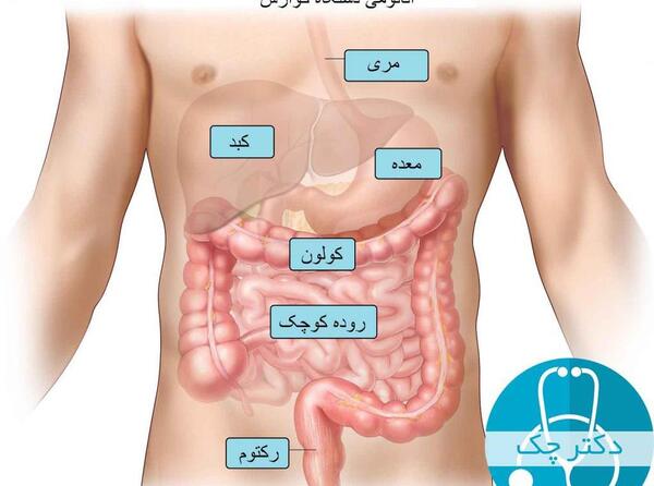 عکس واقعی روده انسان