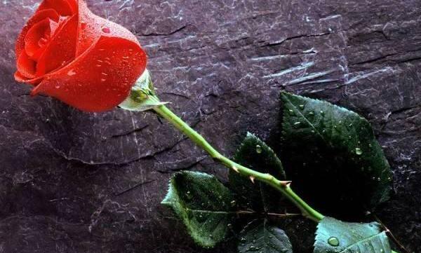 عکس قلب عاشقانه رمانتیک
