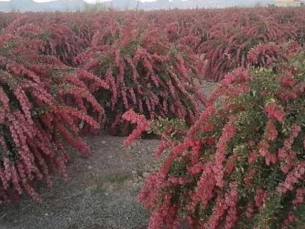 عکس زرشک بی دانه