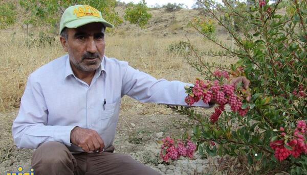 عکس زرشک بی دانه