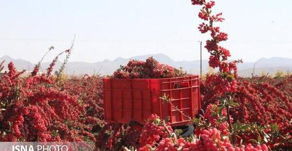 عکس زرشک بی دانه