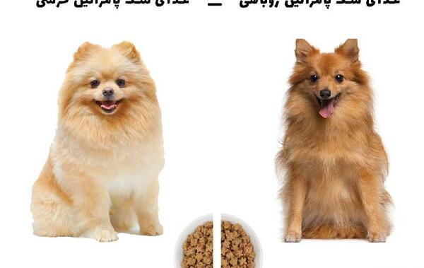 عکس سگ روباهی