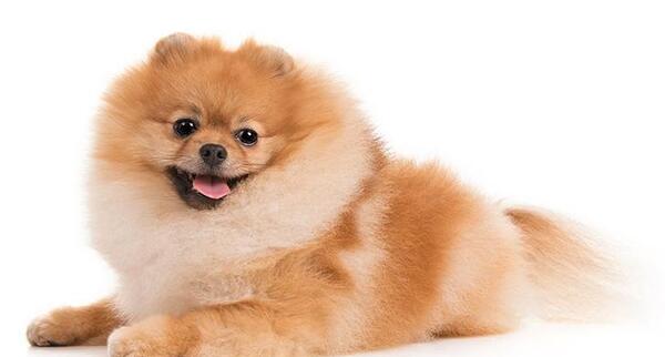 عکس سگ روباهی