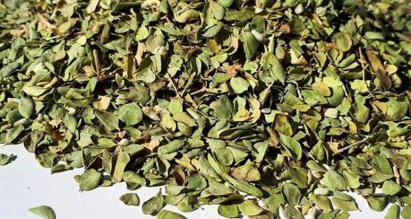 عکس های آویشن خشک شده