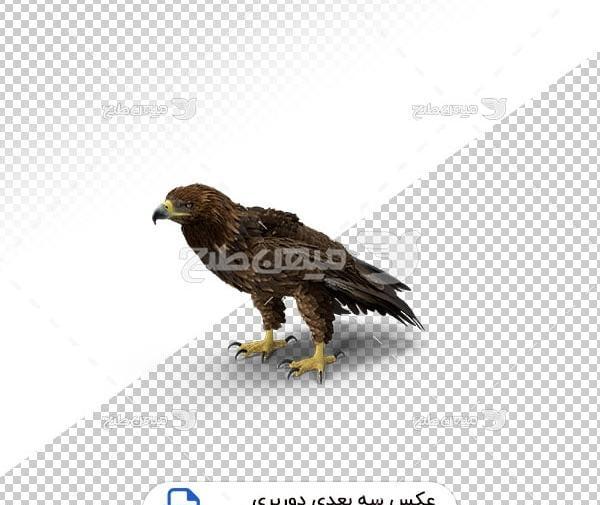 عکس سه بعدی عقاب