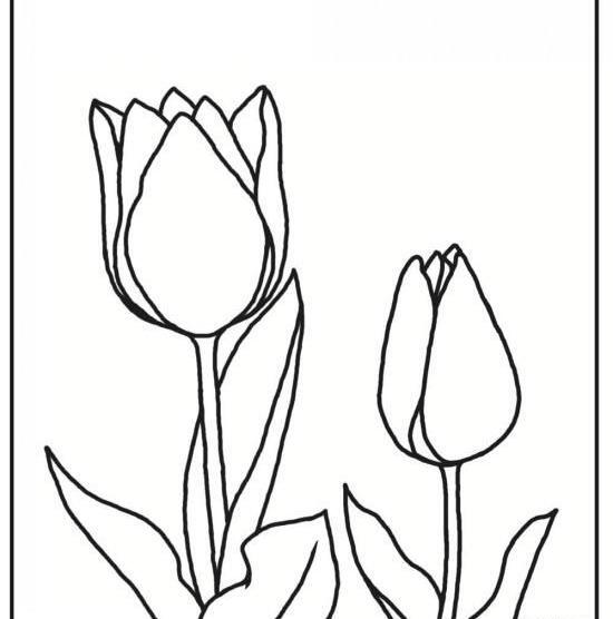 عکس نقاشی گل