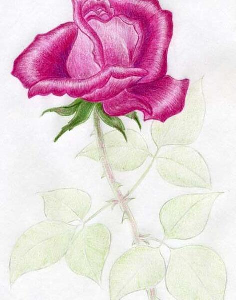 عکس نقاشی گل
