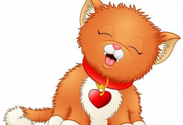 عکس گربه قلبی